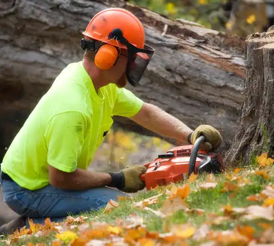 tree services Holley